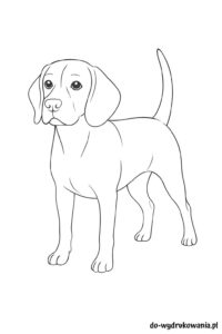 Kolorowanka Beagle do wydrukowania w formacie pdf