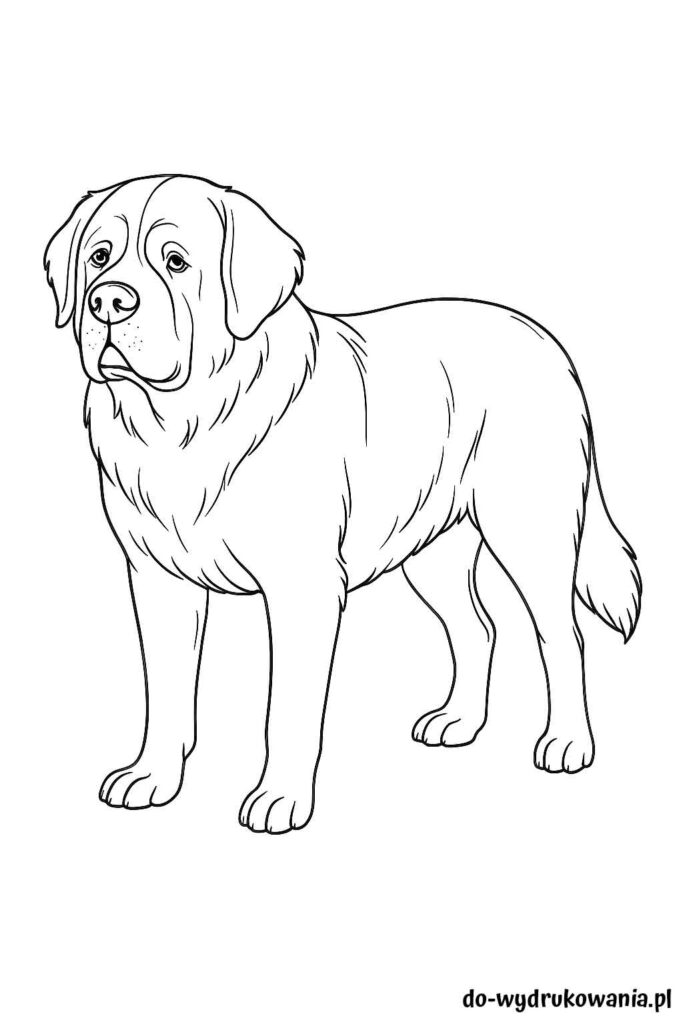 Kolorowanka Bernardyn do wydrukowania w formacie pdf