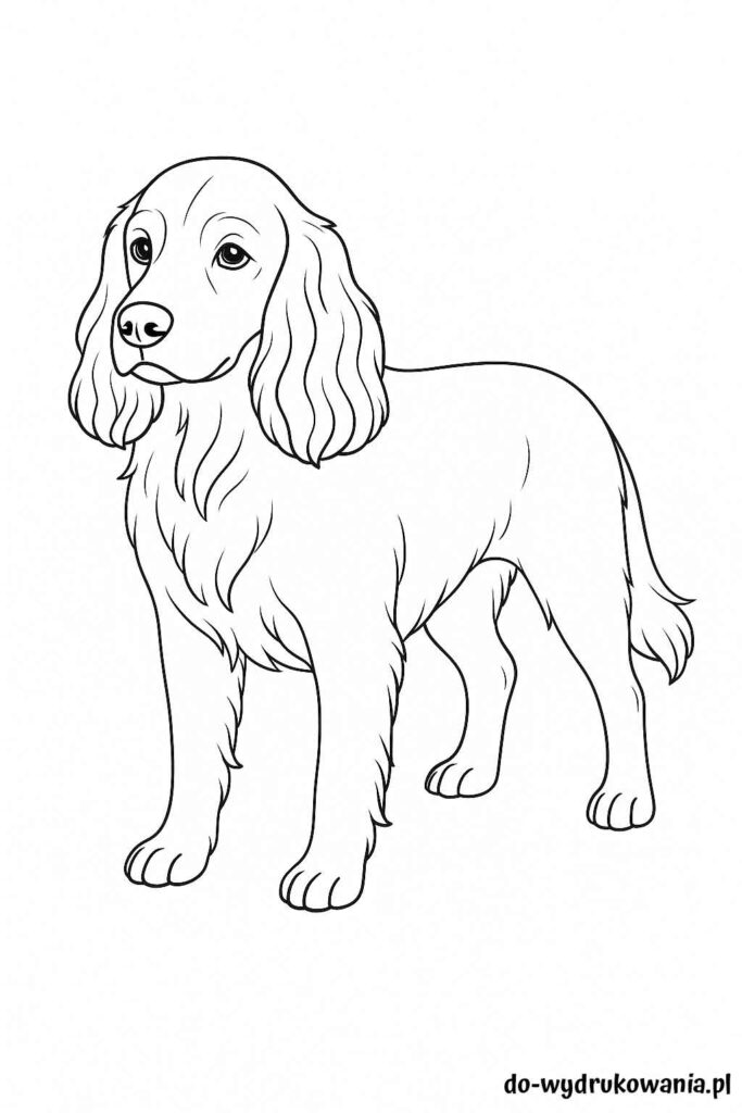 Kolorowanka Cocker Spaniel do wydrukowania w formacie pdf