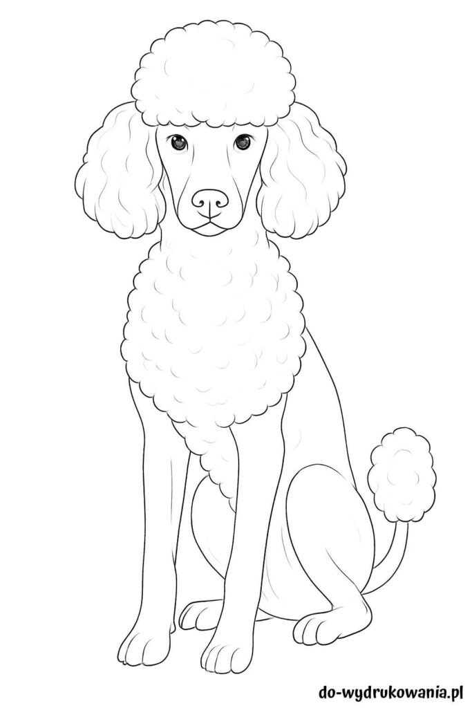Kolorowanka Pudel do wydrukowania w formacie pdf