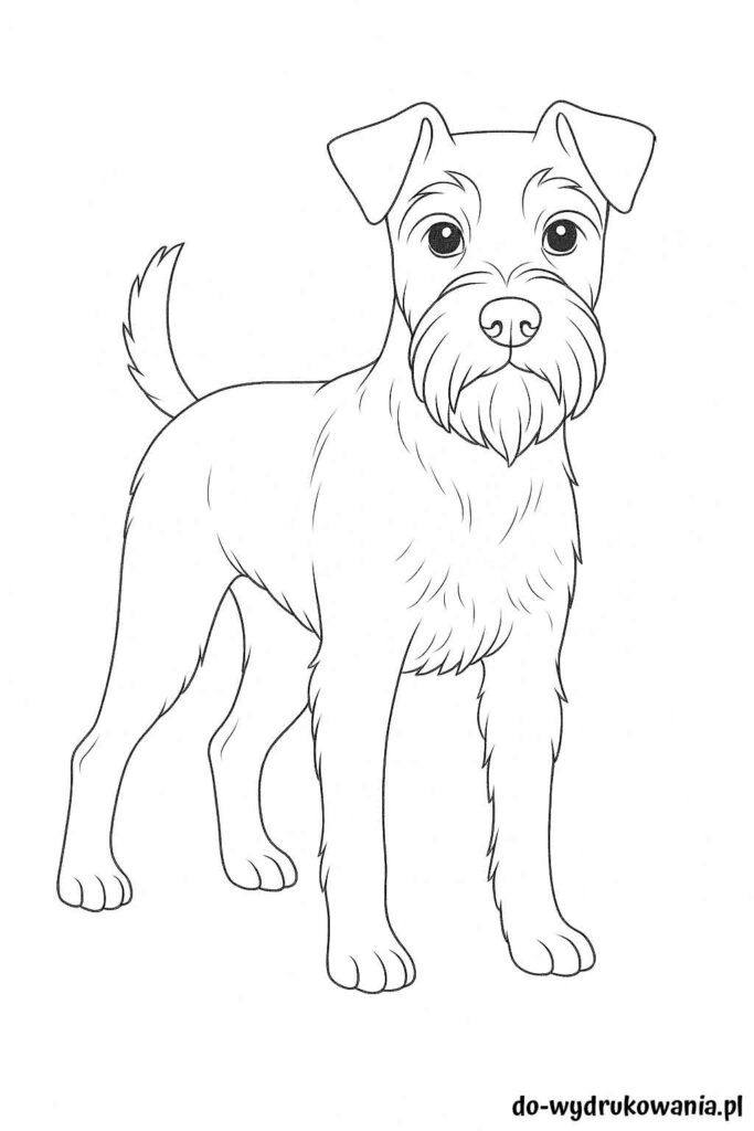 Kolorowanka Sznaucer do wydrukowania w formacie pdf