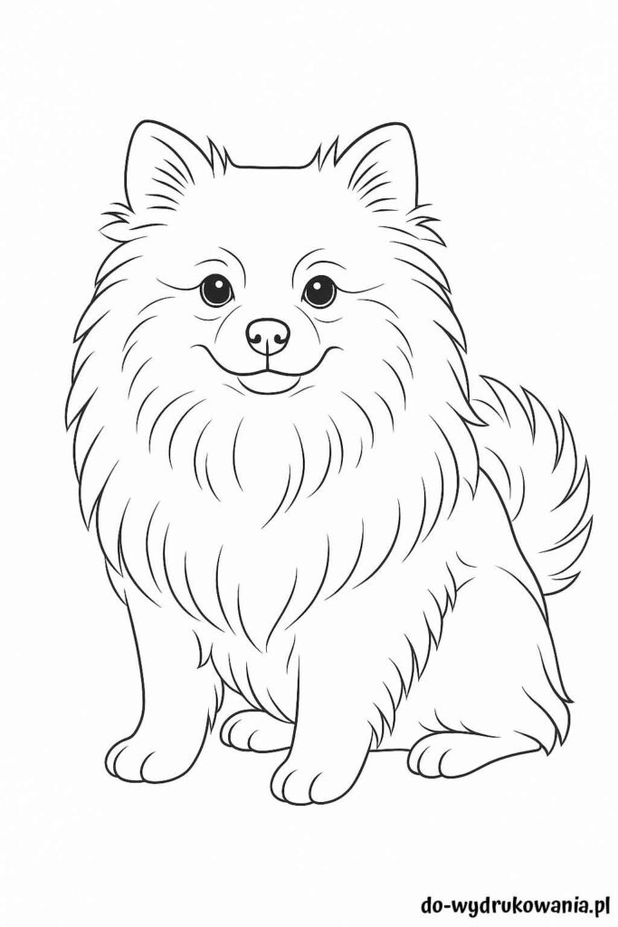 Kolorowanka Szpic miniaturowy do wydrukowania w formacie pdf