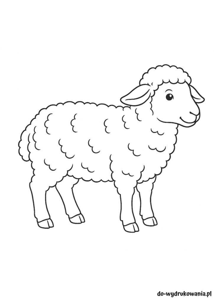 Kolorowanka baranek do wydrukowania w formacie pdf